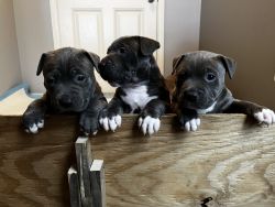 Handsome Blue Nose American Terrier Pit bull Puppies