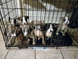 American Pitbull puppies shots and deworm 10 weeks old looking for a