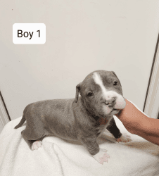Pitbull terrier blue nose