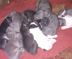 7 week old pups to good home