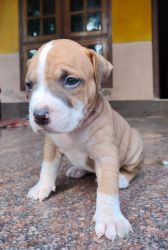 American pitbull terrier puppies male
