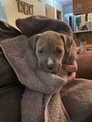 5 week old American Pit Bull looking for her forever home