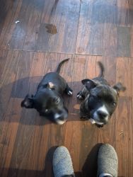 Pit puppies brothers