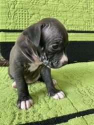 Pitbull Puppies for sale