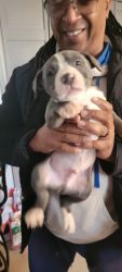 American Pit Bull Terriers For Sale