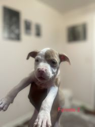 Red nose pit bull terrier