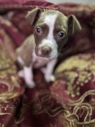 Beautiful female pitbull puppy