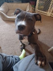 Blue nose pitty