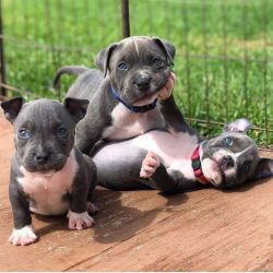 Looking for a great home for our 13 week old pitbull puppies!