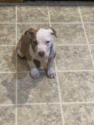 Pit Bull for Sale