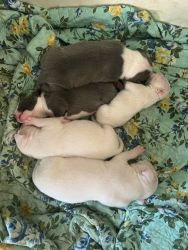 White pit Bull puppies