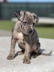 Pit Bull puppy needs a new home
