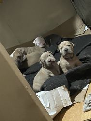 PITTY PUPPIES