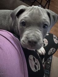 Blue pitbull puppy