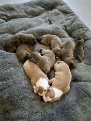 Blue Nose & Blue Fawn Pitbull Puppies