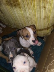 Red nose pit bullsfor sale