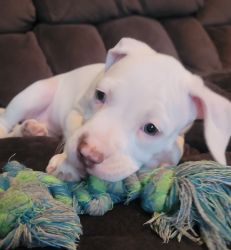 Pittie puppies for sale
