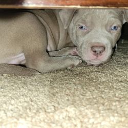 4 bully Pups for sale!!