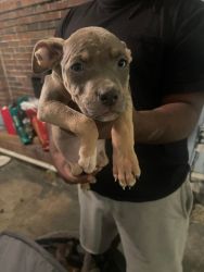 APBT puppies available
