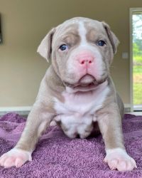 Blue Pitbull Puppies For Sale (xxx) xxx-xxx5