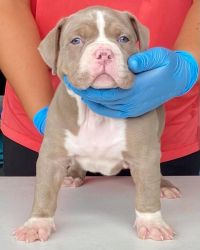 Pitbull terrier puppies for sale