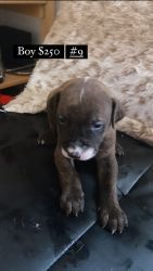 Playful pitbull puppies Ready for their forever home