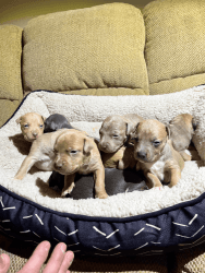 Pitbull Puppies for sale