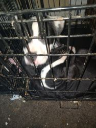 American Pit bull pups 3 males one female