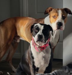 3 Bully Female Puppies