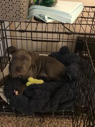 9 week Old puppy