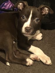 Male Chocolate pitbull puppy for sale