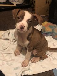 Male Mertle pitbull puppy for sale