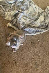 9 Week brown Brindle female Pitbull puppy