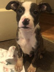 Brindle and white male pitbull puppy
