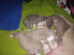 Blue brindle , blue nose fawn, red nose