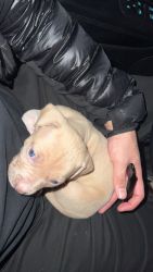 8 week old pit bull puppy blue eyed