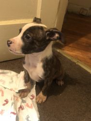 Male brindle and white pitbull puppy