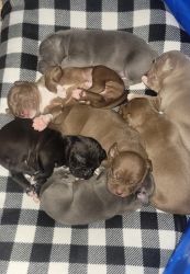 Puppies Available!!!