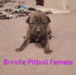 Pit Bull Puppies For Sale