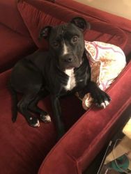 Sweet 2 year old Pitbull looking for loving home