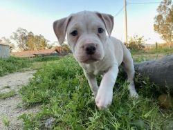 American pitbull Puppy's for sale