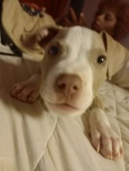 Pitbull puppy 9 weeks old