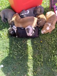 French/Pit bull mix pups $300ea