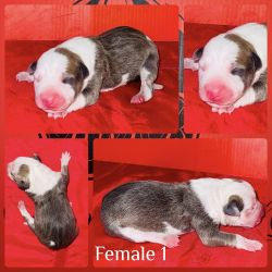 Merle/Tic Color Exotic Puppy’s