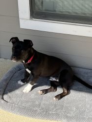 American Pit bull / boxer / french bulldog mix needs a yard to play!