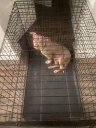 Pretty American pit bull Terrier for sale