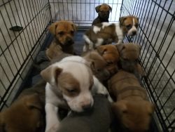 9 Pitbull puppies for sale