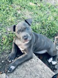 Pit puppy for sale