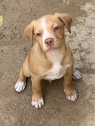 American pit bull terrier (red nose)