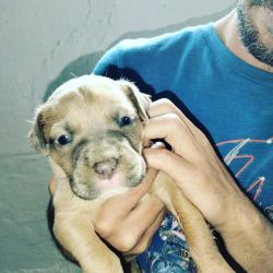 Blue nose Gator pitbull puppies for sale